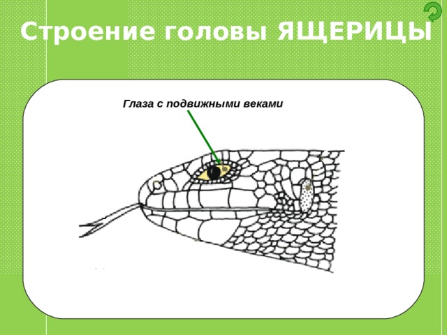 Строение головы ЯЩЕРИЦЫ Глаза с подвижными веками 