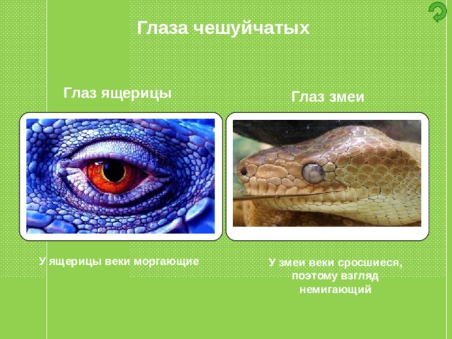 Глаза чешуйчатых Глаз ящерицы Глаз змеи У ящерицы веки моргающие У змеи веки сросшиеся, поэтому взгляд немигающий 
