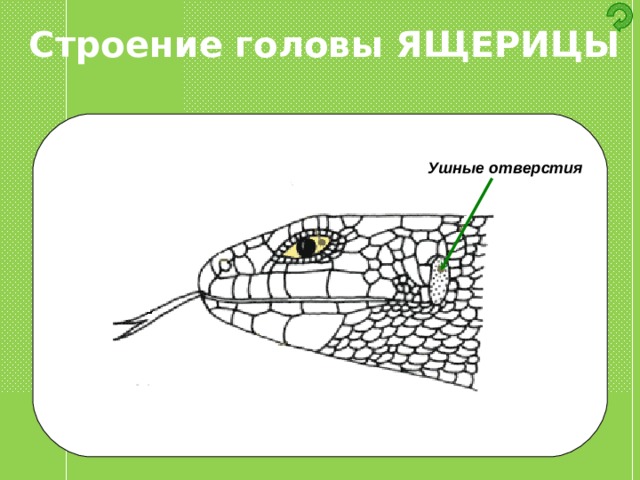 Строение головы ЯЩЕРИЦЫ Ушные отверстия 