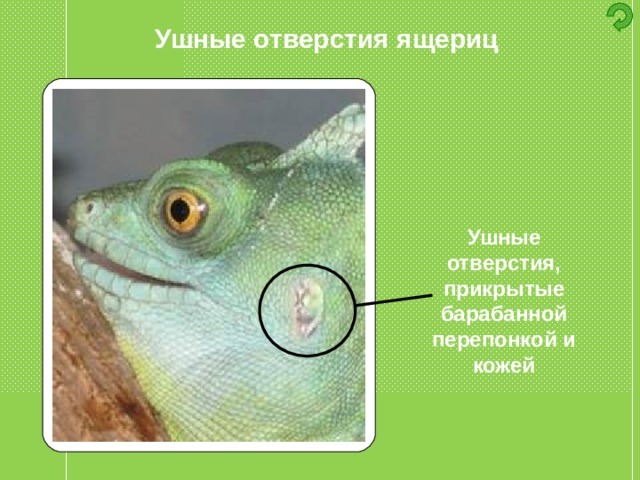 Ушные отверстия ящериц Ушные отверстия, прикрытые барабанной перепонкой и кожей 
