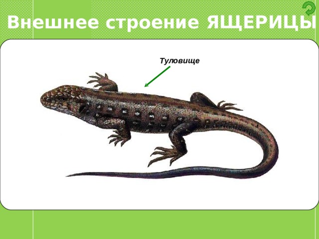 Внешнее строение ЯЩЕРИЦЫ Туловище 
