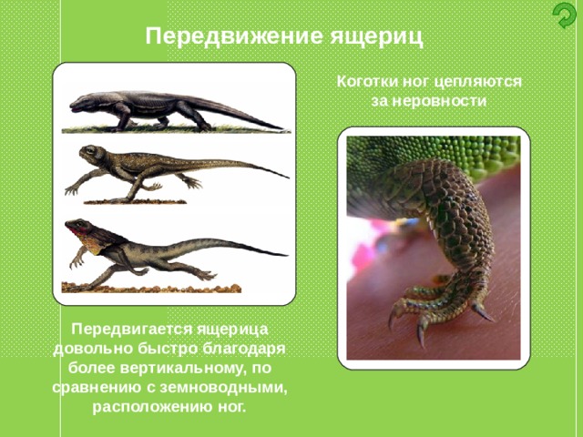 Передвижение ящериц Коготки ног цепляются за неровности Передвигается ящерица довольно быстро благодаря более вертикальному, по сравнению с земноводными, расположению ног. 