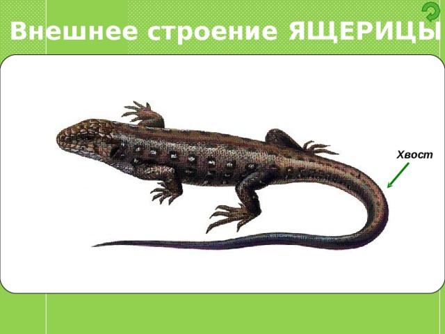 Внешнее строение ЯЩЕРИЦЫ Хвост 