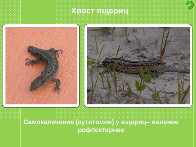 Хвост ящериц Самокалечение (аутотомия) у ящериц– явление рефлекторное 