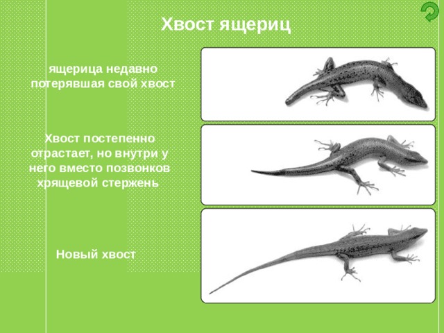 Хвост ящериц ящерица недавно потерявшая свой хвост Хвост постепенно отрастает, но внутри у него вместо позвонков хрящевой стержень Новый хвост 