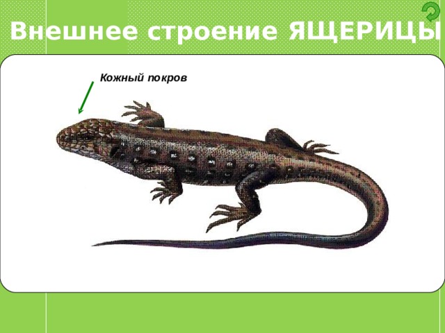 Внешнее строение ЯЩЕРИЦЫ Кожный покров 
