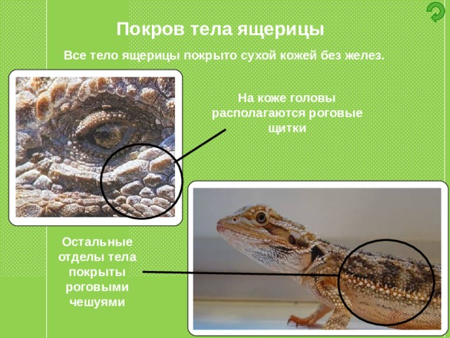 Покров тела ящерицы Все тело ящерицы покрыто сухой кожей без желез. На коже головы располагаются роговые щитки Остальные отделы тела покрыты роговыми чешуями 