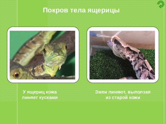 Покров тела ящерицы У ящериц кожа линяет кусками Змеи линяют, выползая из старой кожи 