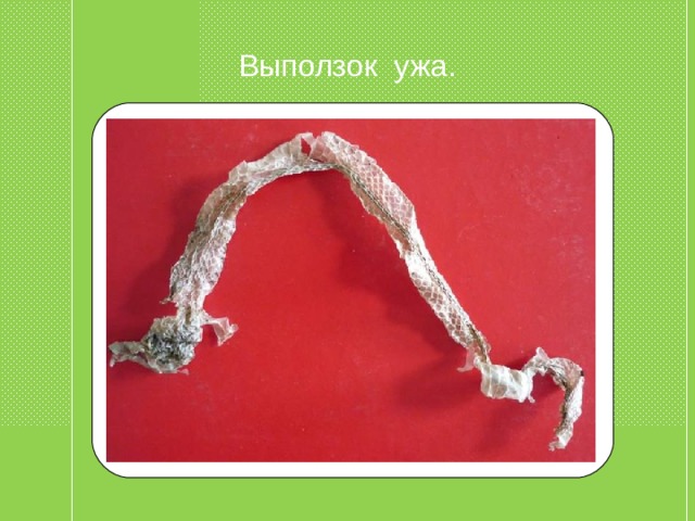Выползок ужа. 
