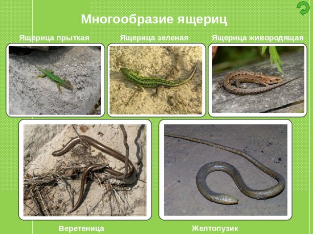 Многообразие ящериц Ящерица живородящая Ящерица зеленая Ящерица прыткая Веретеница Желтопузик 