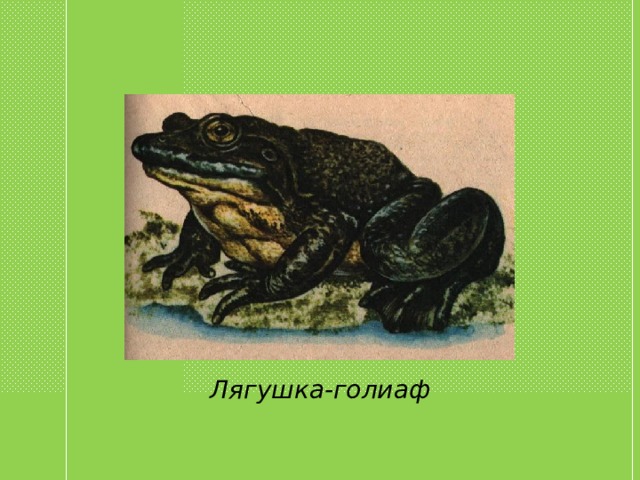 Лягушка-голиаф 