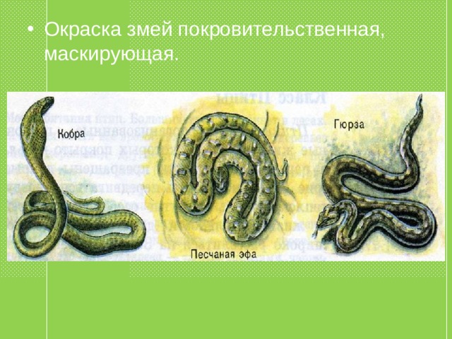 Окраска змей покровительственная, маскирующая.  