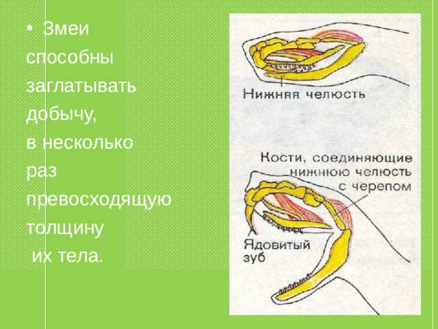 Змеи способны заглатывать добычу, в несколько раз превосходящую толщину  их тела. 