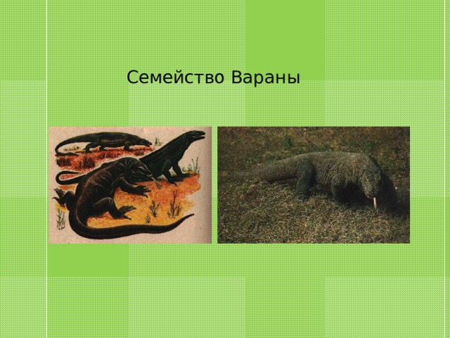 Семейство Вараны 