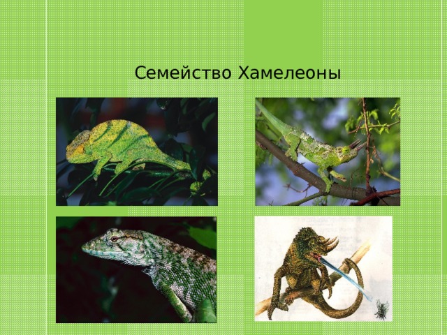 Семейство Хамелеоны 