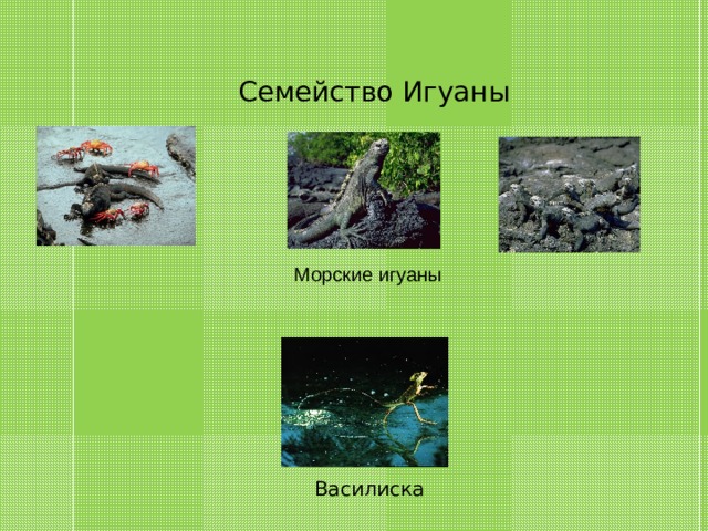 Семейство Игуаны Морские игуаны Василиска 