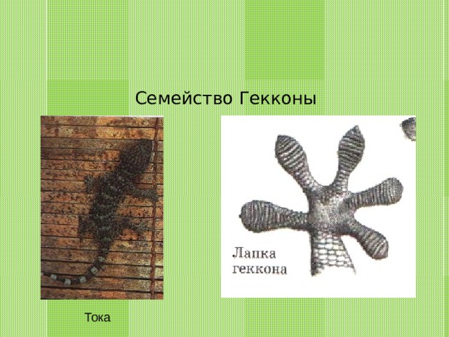 Семейство Гекконы Тока 