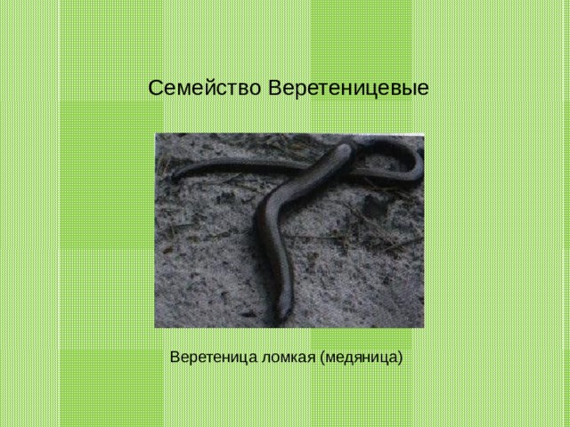Семейство Веретеницевые Веретеница ломкая (медяница) 