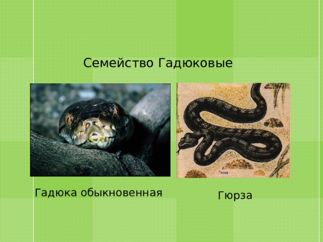 Семейство Гадюковые Гадюка обыкновенная Гюрза 