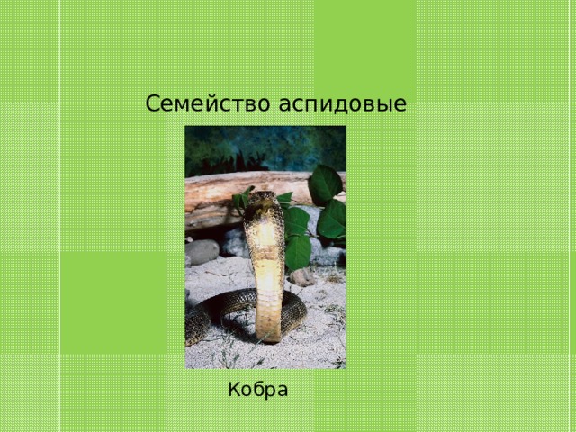 Семейство аспидовые Кобра 