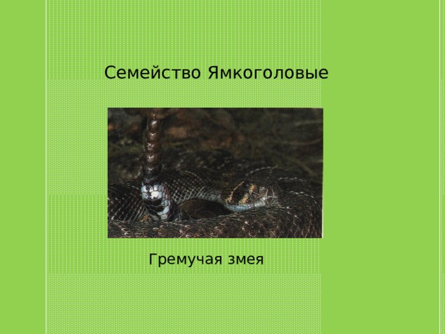 Семейство Ямкоголовые Гремучая змея 