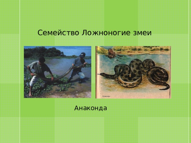 Семейство Ложноногие змеи Анаконда 