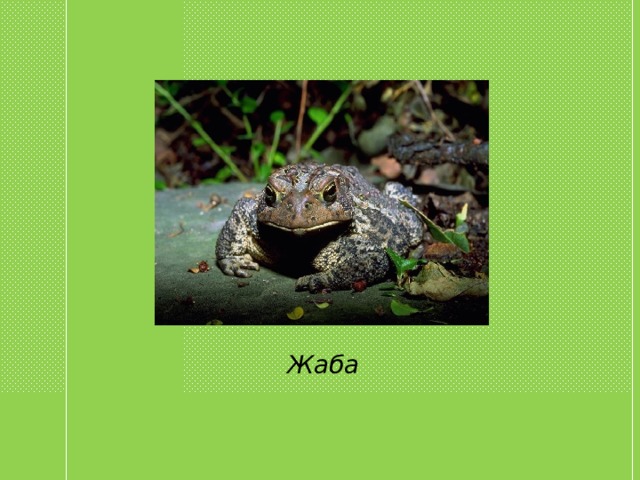 Жаба 