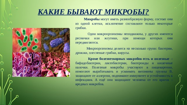 Какие бывают микробы?   Микробы  могут иметь разнообразную форму, состоят они из одной клетки, исключение составляют только некоторые грибки.  Одни микроорганизмы неподвижны, у других имеются реснички или жгутики, при помощи которых они передвигаются.  Микроорганизмы делятся на несколько групп: бактерии, дрожжи, плесневые грибки, вирусы.   Кроме болезнетворных микробов есть и полезные   – бифидобактерии, лактобактерии, бактероиды и кишечные палочки. Полезные микробы участвуют в пищеварении, помогают вырабатывать и усваивать витамины группы В, защищают от аллергии, поднимают иммунитет и устойчивость к инфекциям. А ещё они защищают человека от его врагов – вредных микробов.  