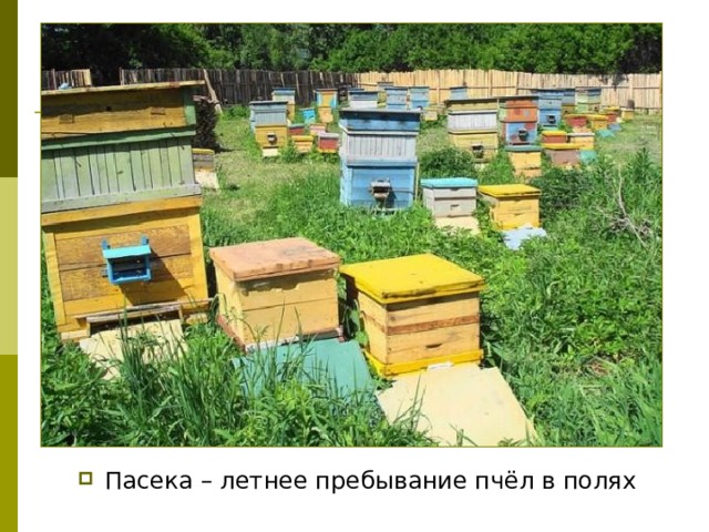 Пасека – летнее пребывание пчёл в полях 