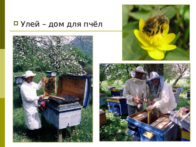 Улей – дом для пчёл 
