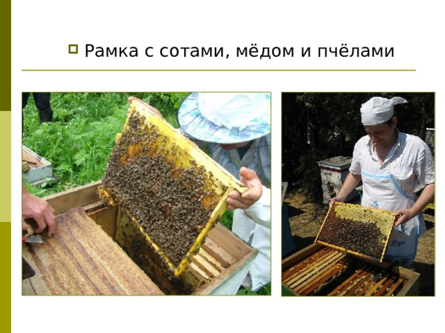 Рамка с сотами, мёдом и пчёлами 