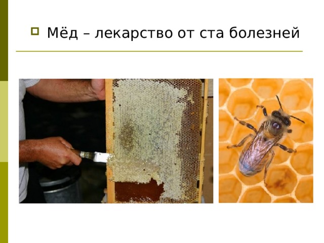  Мёд – лекарство от ста болезней 