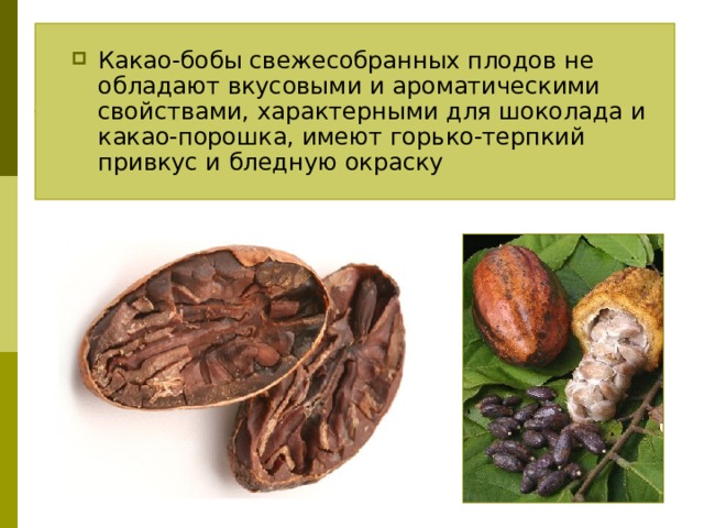 Какао-бобы свежесобранных плодов не обладают вкусовыми и ароматическими свойствами, характерными для шоколада и какао-порошка, имеют горько-терпкий привкус и бледную окраску 