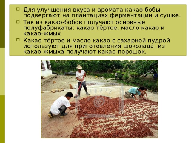 Для улучшения вкуса и аромата какао-бобы подвергают на плантациях ферментации и сушке. Так из какао-бобов получают основные полуфабрикаты: какао тёртое, масло какао и какао-жмых Какао тёртое и масло какао с сахарной пудрой используют для приготовления шоколада; из какао-жмыха получают какао-порошок. 