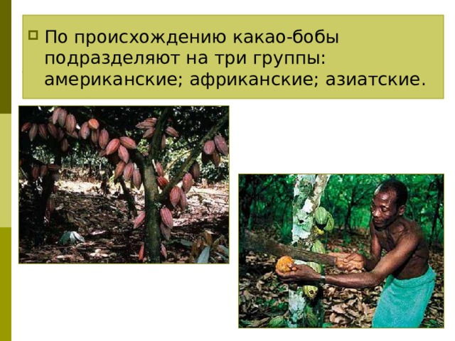 По происхождению какао-бобы подразделяют на три группы: американские; африканские; азиатские. 