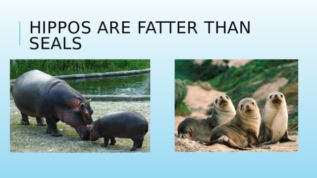 Hippos are fatter than seals 