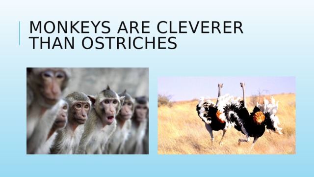 Monkeys are cleverer than ostriches 