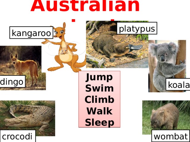 Australian animals platypus kangaroo Jump Swim Climb Walk Sleep dingo koala crocodile wombat 