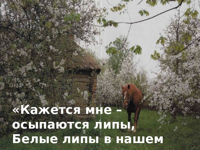 «Кажется мне – осыпаются липы,  Белые липы в нашем саду…» 