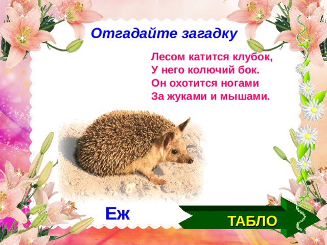 Отгадайте загадку Лесом катится клубок, У него колючий бок. Он охотится ногами За жуками и мышами. Еж ТАБЛО  