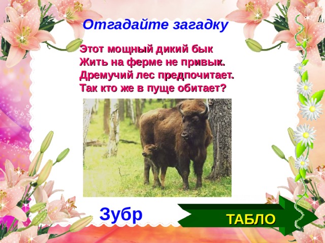 Отгадайте загадку Этот мощный дикий бык Жить на ферме не привык. Дремучий лес предпочитает. Так кто же в пуще обитает? ТАБЛО Зубр  