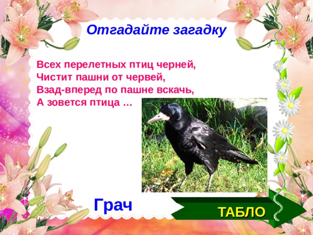Отгадайте загадку Всех перелетных птиц черней, Чистит пашни от червей, Взад-вперед по пашне вскачь, А зовется птица … Грач ТАБЛО  