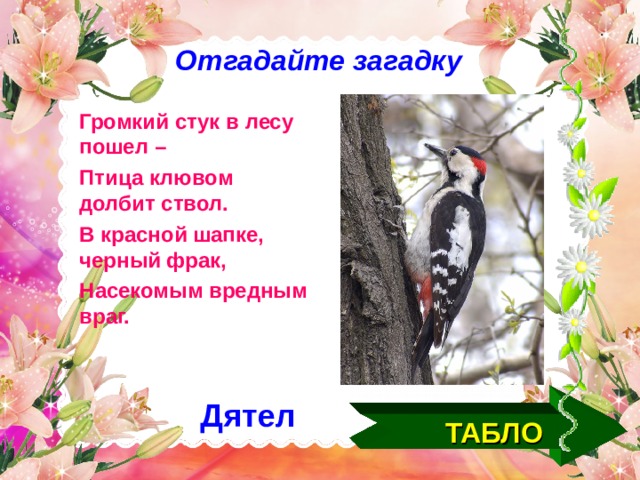 Отгадайте загадку Громкий стук в лесу пошел – Птица клювом долбит ствол. В красной шапке, черный фрак, Насекомым вредным враг. Дятел ТАБЛО  