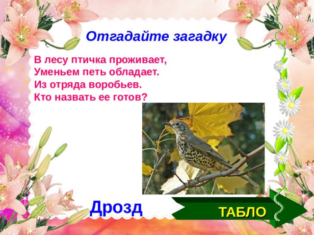 Отгадайте загадку В лесу птичка проживает, Уменьем петь обладает. Из отряда воробьев. Кто назвать ее готов? Дрозд ТАБЛО  