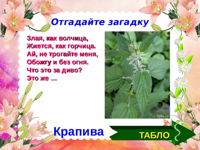 Отгадайте загадку Злая, как волчица, Жжется, как горчица. Ай, не трогайте меня, Обожгу и без огня. Что это за диво? Это же … Крапива ТАБЛО  