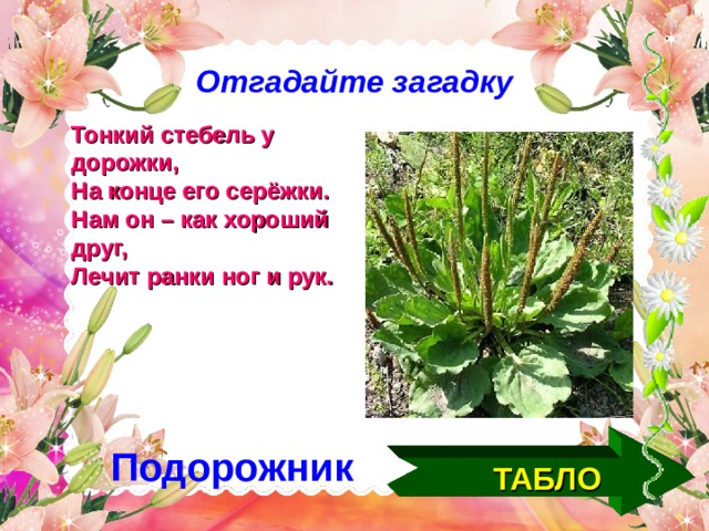 Отгадайте загадку Тонкий стебель у дорожки, На конце его серёжки. Нам он – как хороший друг, Лечит ранки ног и рук. Подорожник ТАБЛО  
