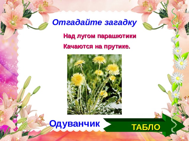 Отгадайте загадку   Над лугом парашютики  Качаются на прутике.  Одуванчик ТАБЛО  