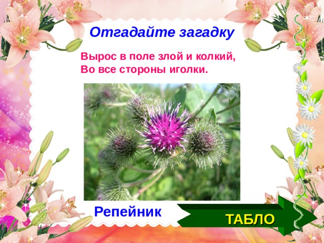 Отгадайте загадку Вырос в поле злой и колкий, Во все стороны иголки. ТАБЛО Репейник  