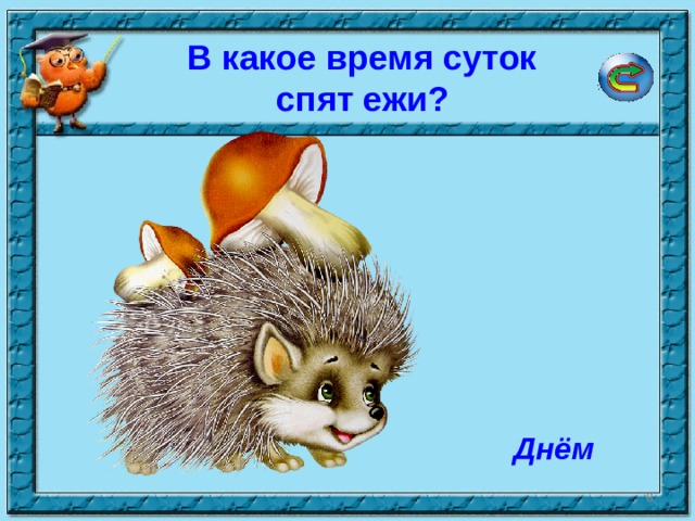 В какое время суток спят ежи? Днём  