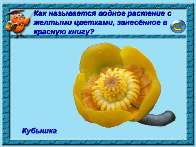 Как называется водное растение с желтыми цветками, занесённое в красную книгу? Кубышка  